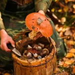 До чого сниться збирати гриби
