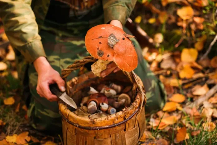 До чого сниться збирати гриби