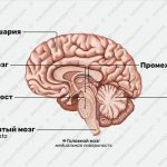 Крупнейшие части человеческого мозга: основные отделы с важными функциями