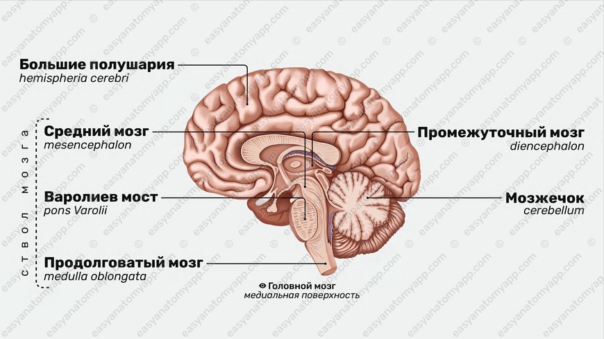 Крупнейшие части человеческого мозга: основные отделы с важными функциями