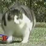 Самые большие домашние кошки мира: впечатляющие рекордсмены среди пушистиков