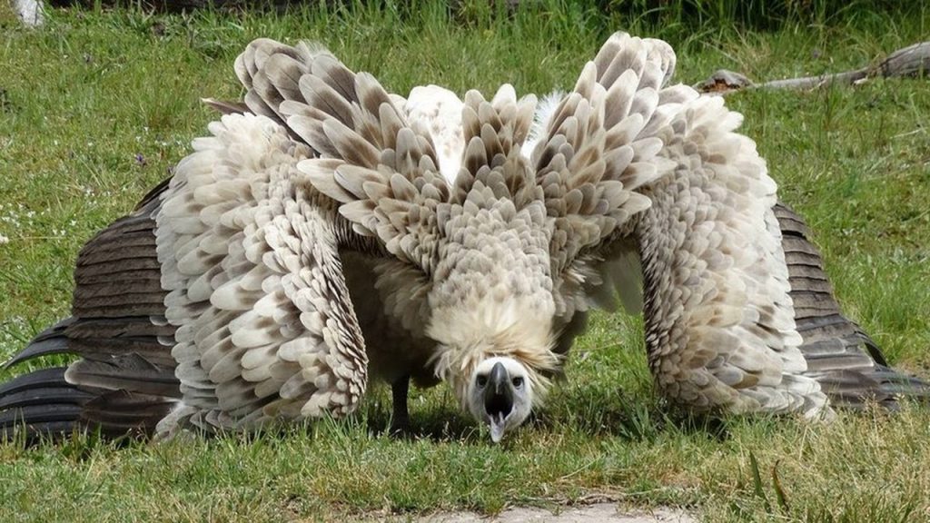 Самые большие хищные птицы мира: самые масштабные пернатые охотники