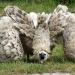 Самые большие хищные птицы мира: самые масштабные пернатые охотники