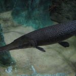 Самые большие пресноводные рыбы мира: обитатели водоемов рекордных размеров